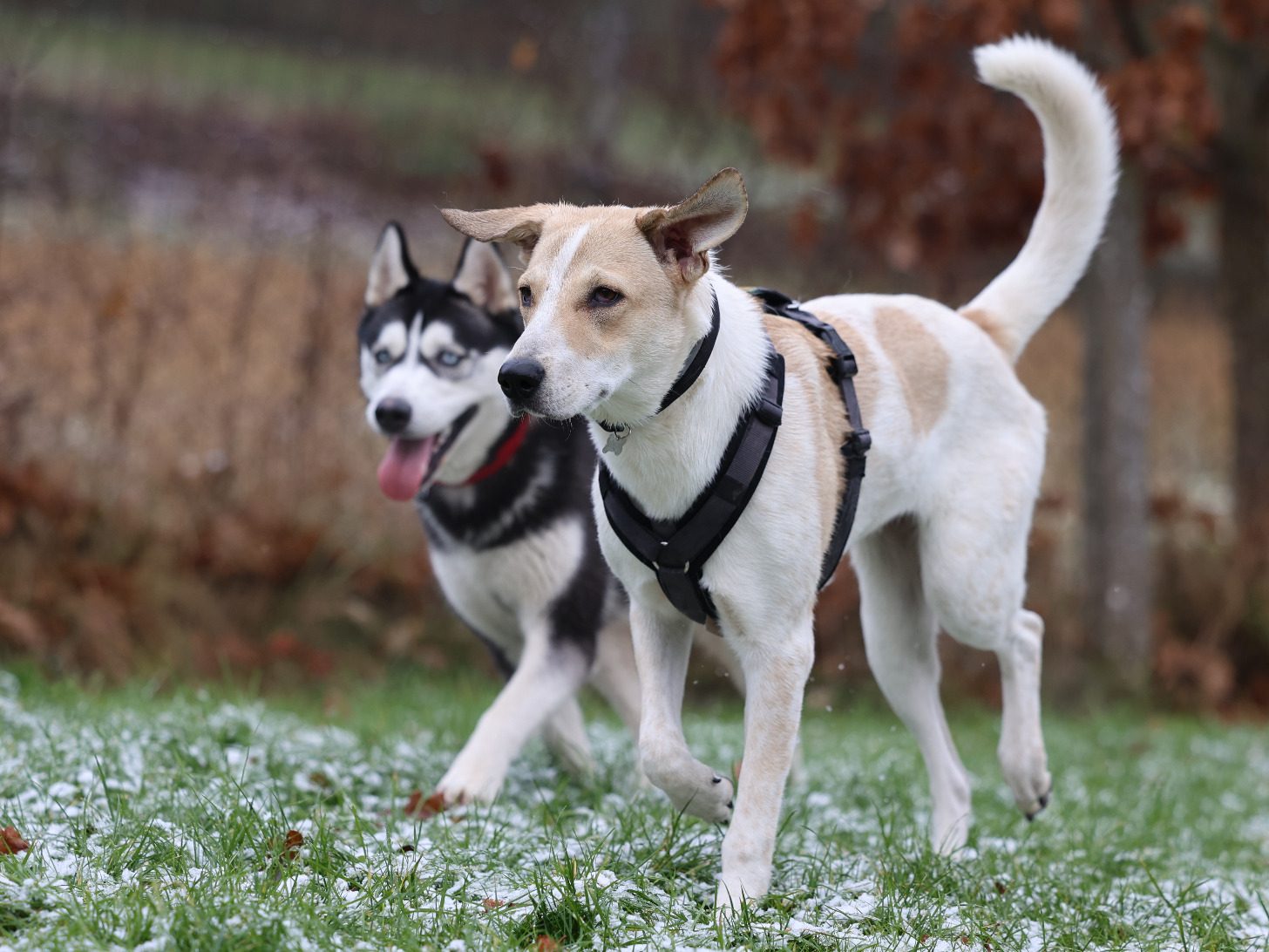 Individuelles Hundetraining Bamberg, Haßberge und Umgebung