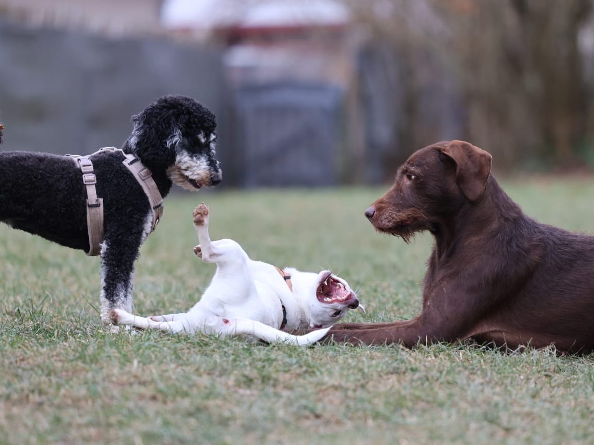 Zwei spielende Hunde während dem Hundesitting Haßberge