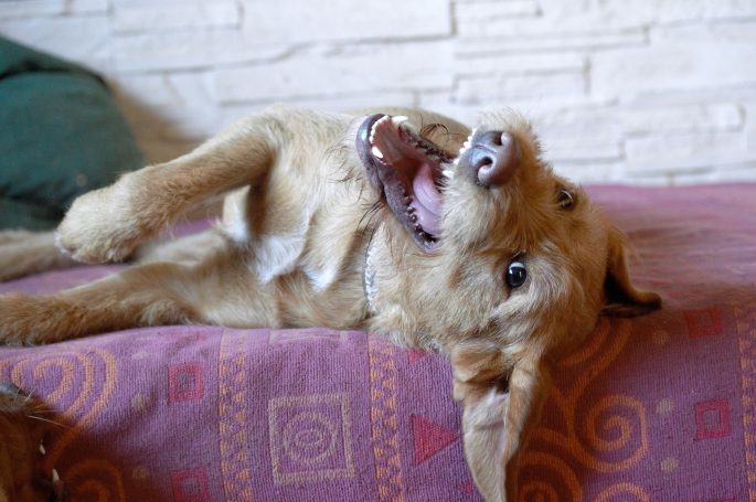 Hundesitting bei Freilauf Haßberge Hundebetreuung und Hundetraining Bamberg, Haßberge und Umgebung