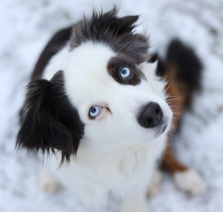 Mini Australian Shepherd sitzt im Schnee während dem Gassiservice bei Freilauf Bamberg und Haßberge