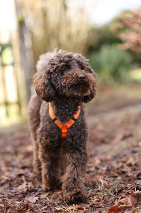 Pudel im Gassiservice bei Freilauf Haßberge Hundebetreuung und Hundetraining Bamberg, Haßberge und Umgebung