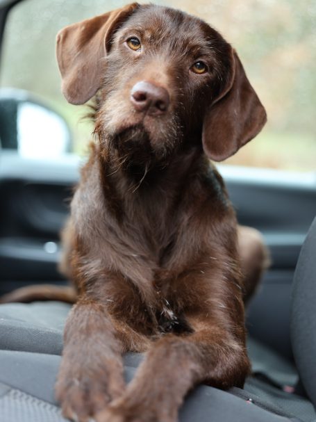 Vizsla-Labrador Mix bei Freilauf Haßberge Hundebetreuung und Hundetraining Bamberg, Haßberge und Umgebung