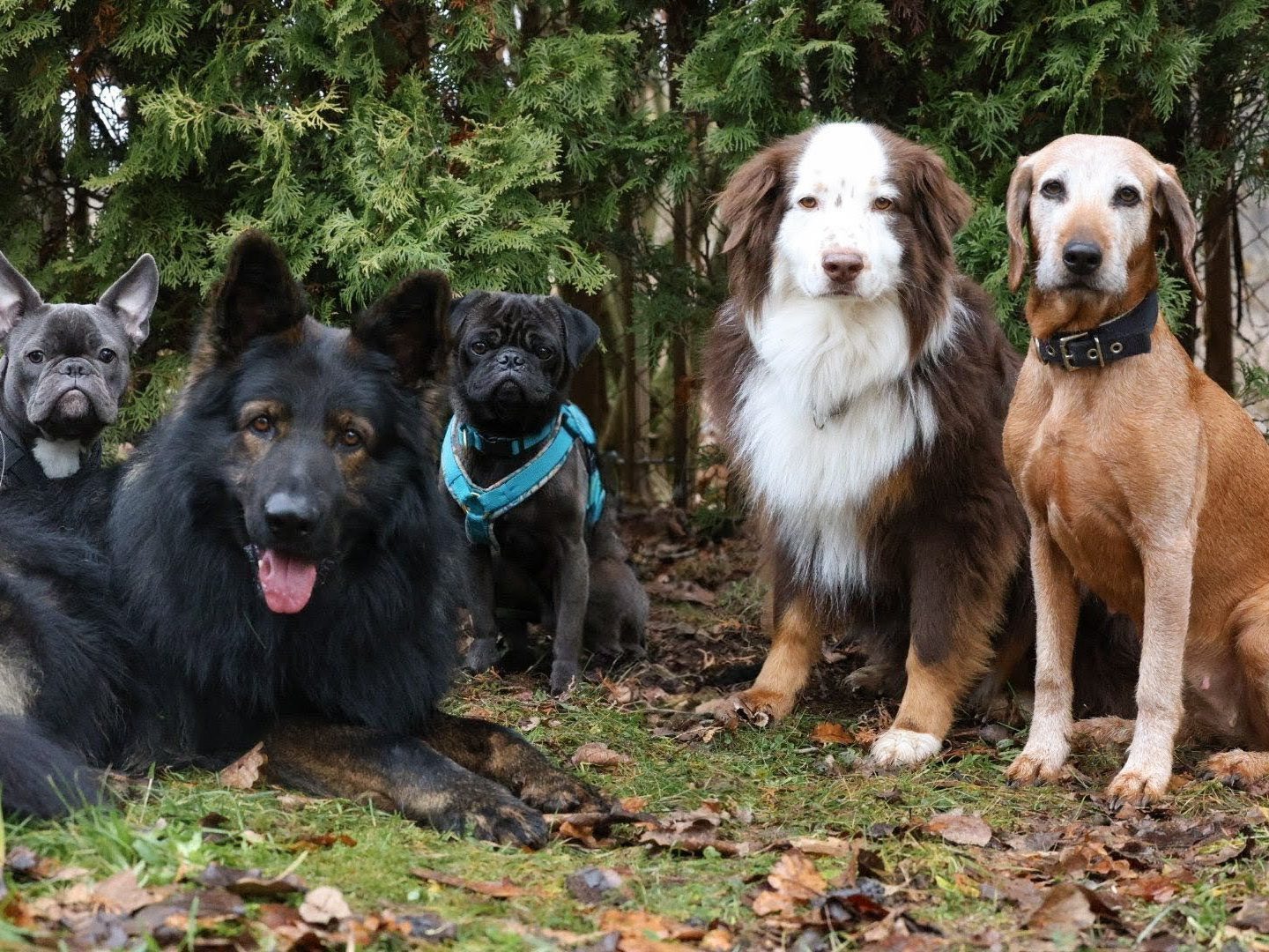 Hunde im Schnee während dem Gassiservice