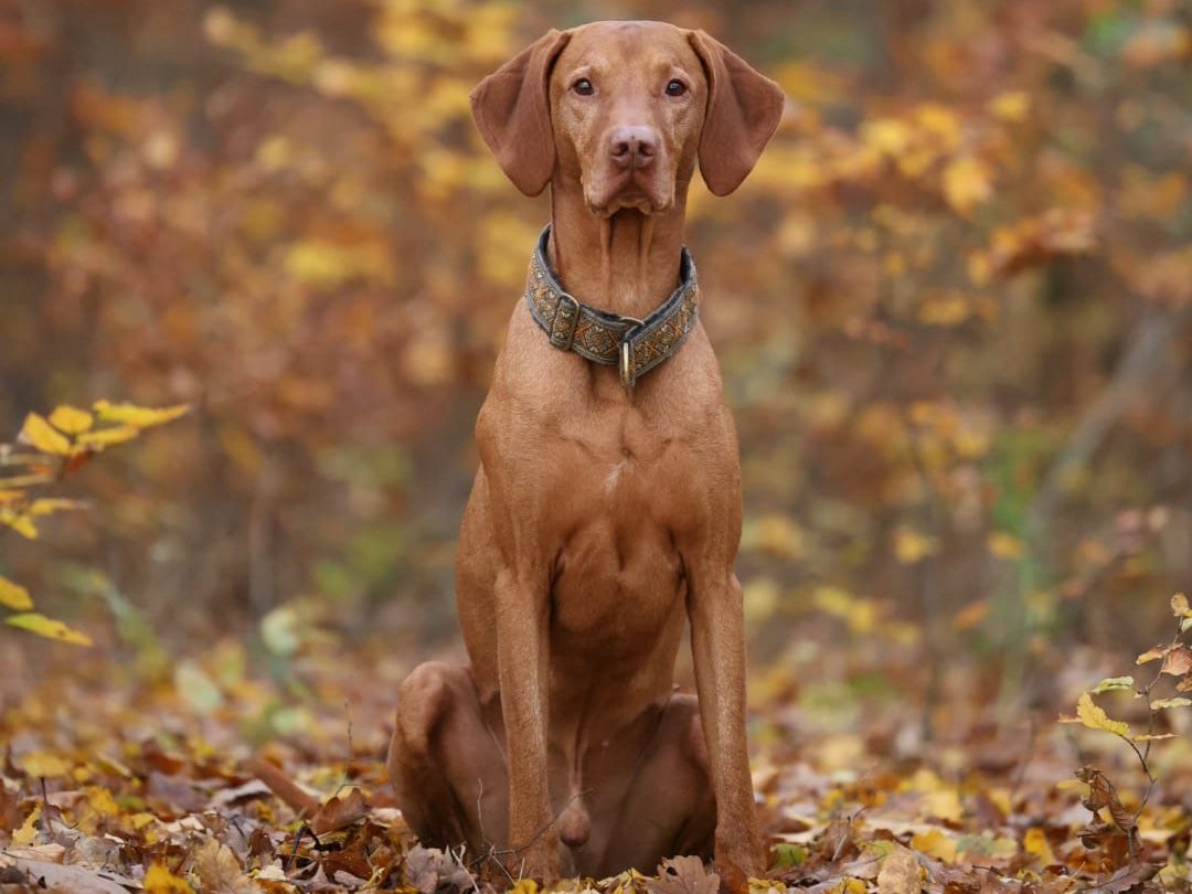Individuelles Hundetraining Bamberg, Haßberge und Umgebung