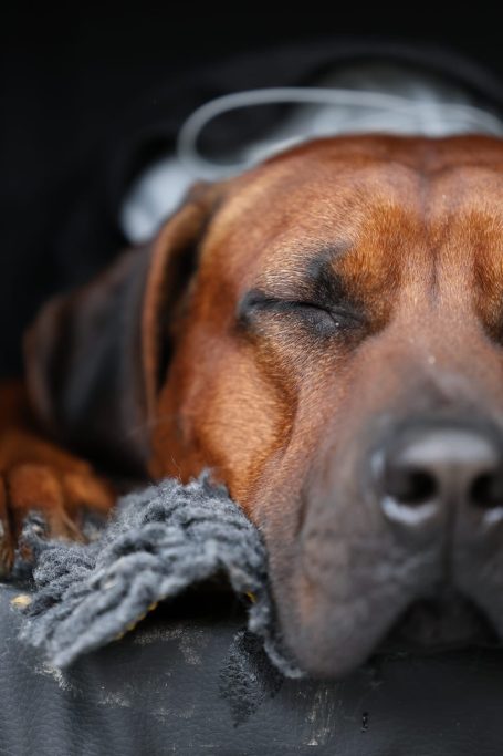 Foto von schlafendem Ridgeback bei Freilauf Haßberge Hundebetreuung und Hundetraining Bamberg, Haßberge und Umgebung