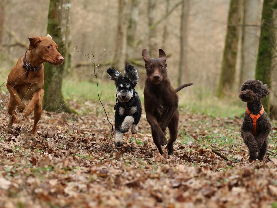 Hunde im Schnee während dem Gassiservice