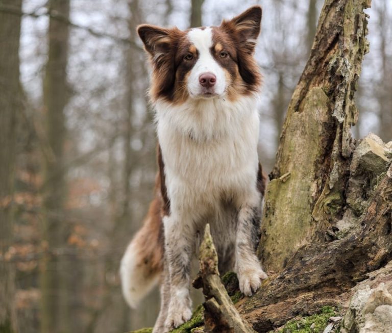 Hund steht auf Baumstamm im Wald während dem Gassiservice 