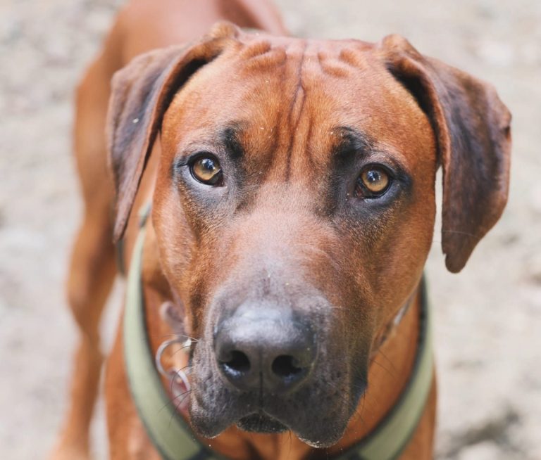 Ridgeback Hund während dem Gassiservice Hundebetreuung in Bamberg Haßberge