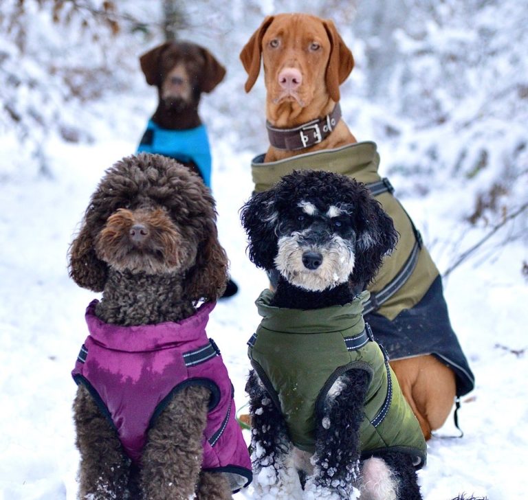 Vier Hunde im Schnee während der Hundebetreuung Gassiservice in Bamberg und Haßberge