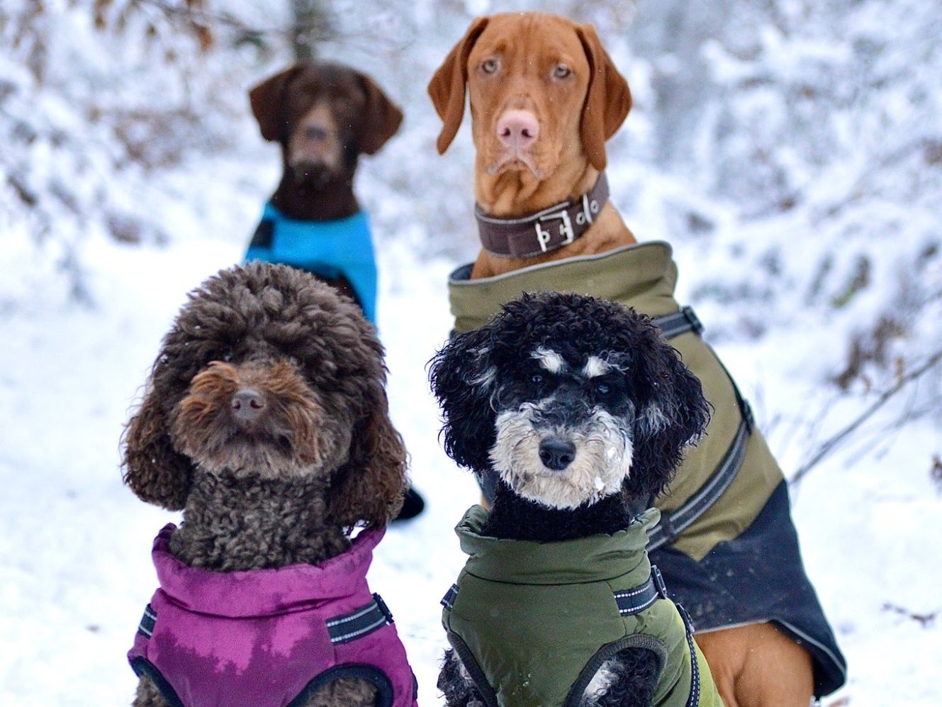 Hunde im Schnee während dem Gassiservice