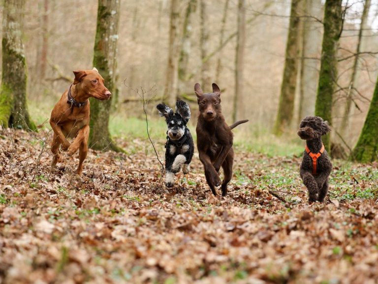 Hund steht auf Baumstamm im Wald während de Gassiservice m Hund steht auf Baumstamm im Wald während dem Gassiservice