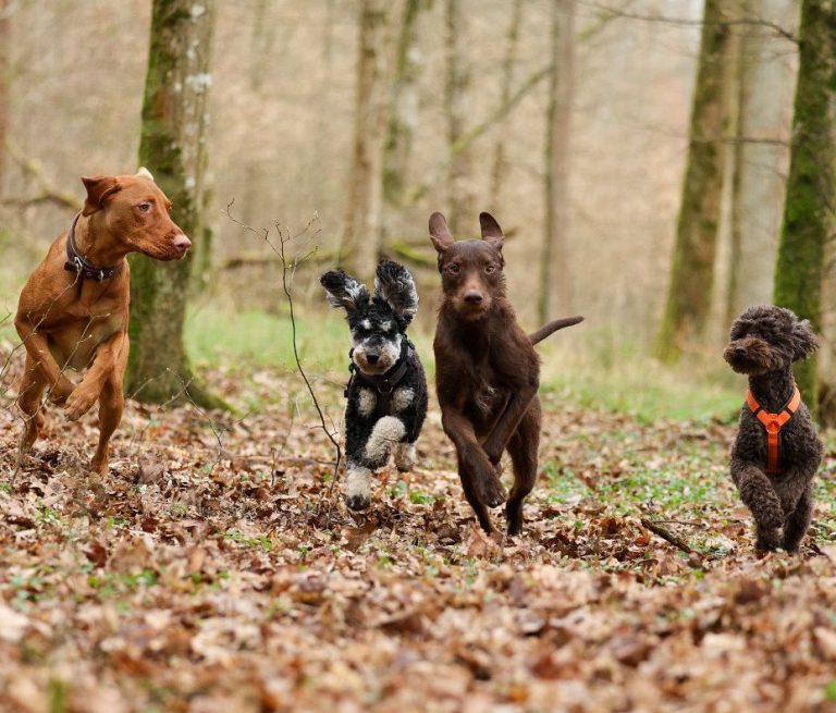 Hund steht auf Baumstamm im Wald während dem Gassiservice 