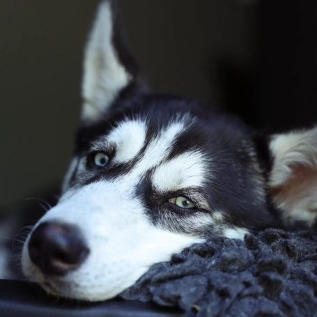 Husky bei Freilauf Haßberge Hundebetreuung und Hundetraining Bamberg, Haßberge und Umgebung