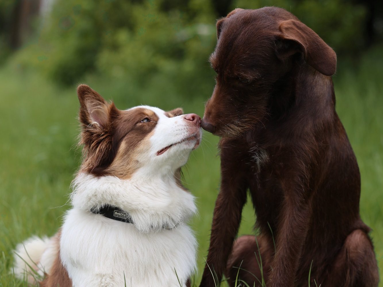 Zwei spielende Hunde während dem Hundesitting Haßberge