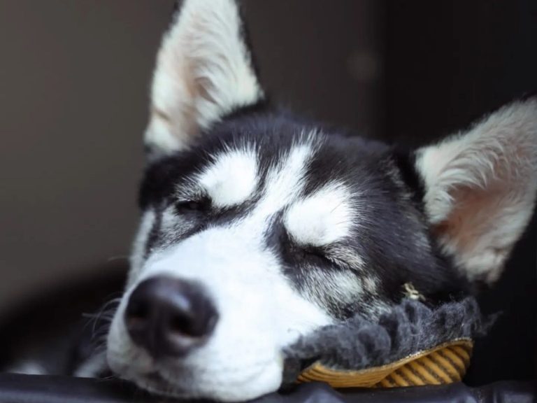 Hund schläft in der Box nach dem Gassiservice Hundebetreuung Bamberg Haßberge Hund schläft in der Box nach dem Gassiservice Hundebetreuung Bamberg Haßberge