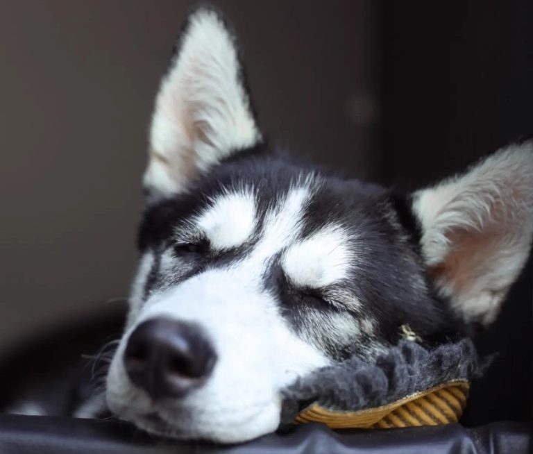 Hund schläft in der Box nach dem Gassiservice Hundebetreuung Bamberg Haßberge