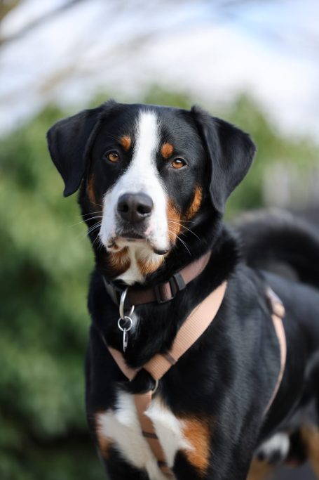 Swissy Dog bei Freilauf Haßberge Hundebetreuung und Hundetraining Bamberg, Haßberge und Umgebung