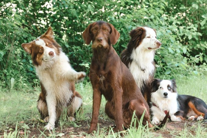 Hundegruppe bei Freilauf Haßberge Hundebetreuung und Hundetraining Bamberg, Haßberge und Umgebung