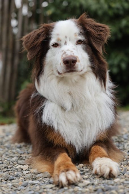 Australian Shepherd bei Freilauf Haßberge Hundebetreuung und Hundetraining Bamberg, Haßberge und Umgebung