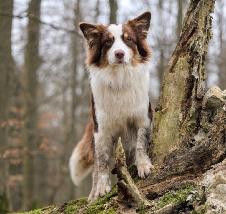 Australian Shepherd steht auf Baumstamm während dem Gassiservice bei Freilauf Bamberg und Haßberge