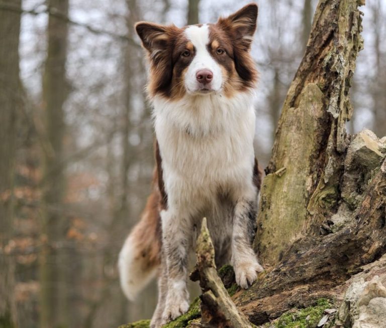 Hund steht auf Baumstamm im Wald während dem Gassiservice 