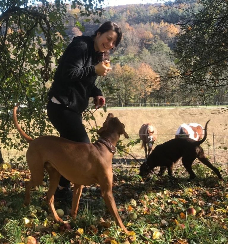 Hunde während dem Spaziergang