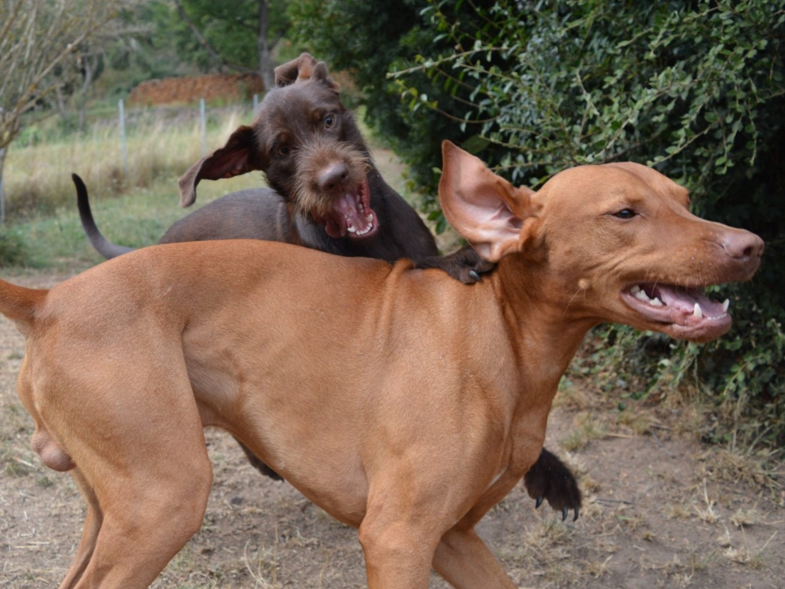 Zwei spielende Hunde während dem Hundesitting Haßberge