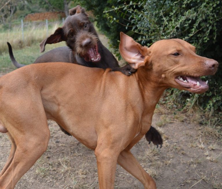 Zwei spielende Hunde während der Hundebetreuung in Haßberge und Bamberg