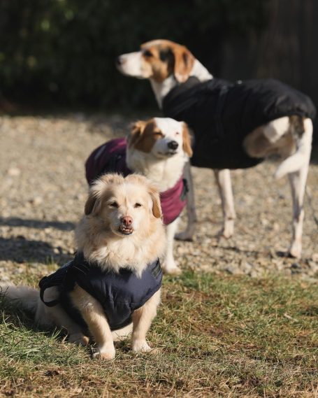 Hunde aus dem Tierschutz bei Freilauf Haßberge Hundebetreuung und Hundetraining Bamberg, Haßberge und Umgebung