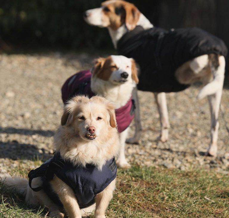 Drei Tierschutzhunde bei der Hundebetreuung Gassiservice Bamberg und Haßberge