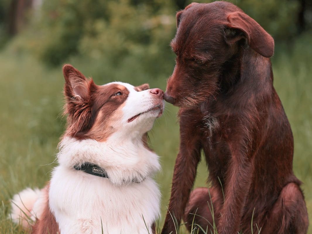 Zwei spielende Hunde während dem Hundesitting Haßberge