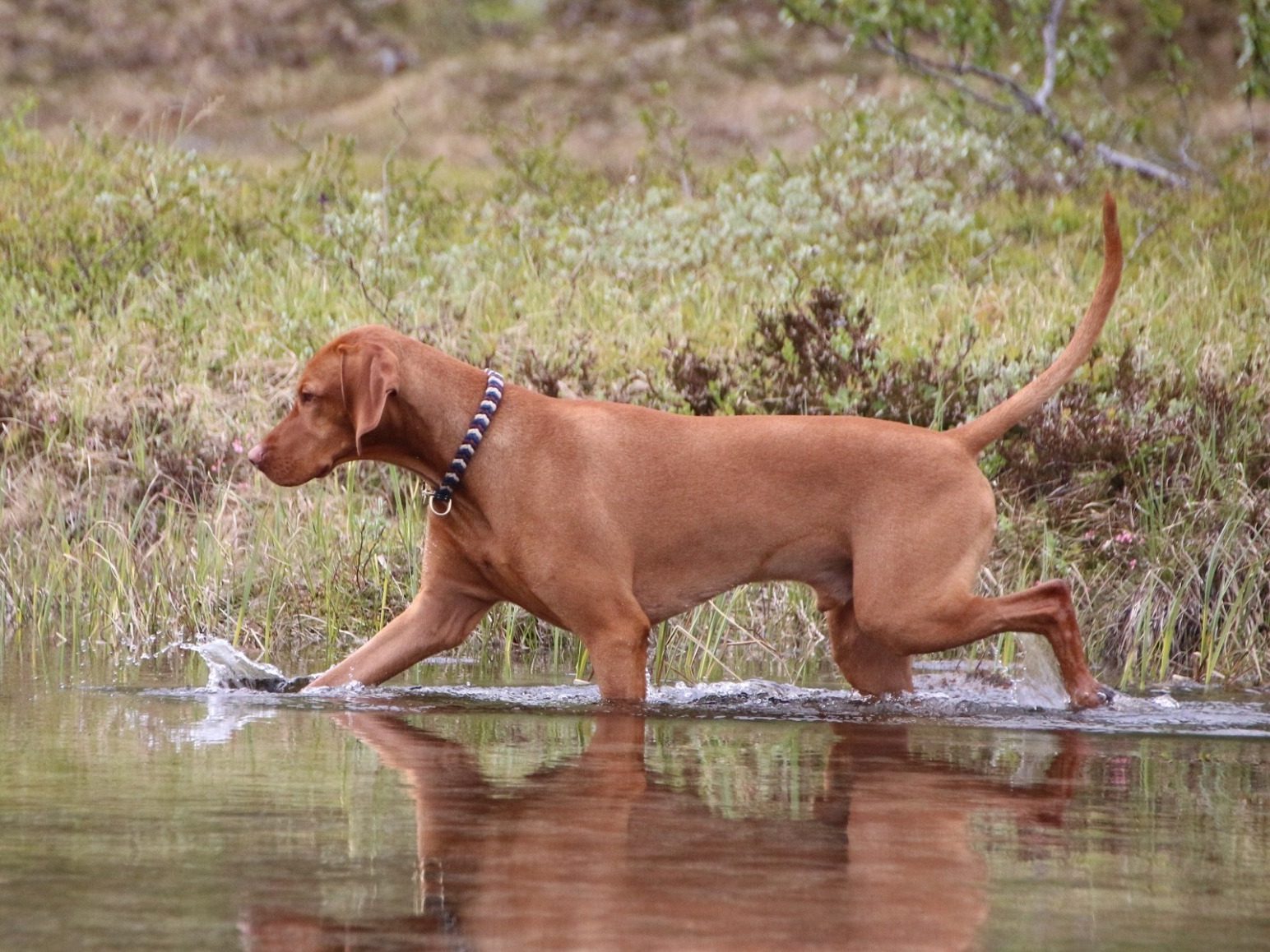Individuelles Hundetraining Bamberg, Haßberge und Umgebung